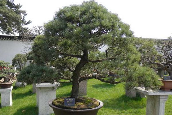 五針?biāo)?/></p><p style=