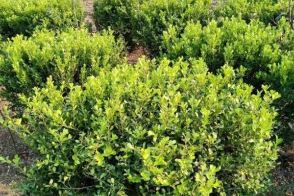 瓜子黃楊 瓜子黃楊