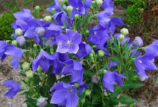 1634108500276324.jpg image.jpg