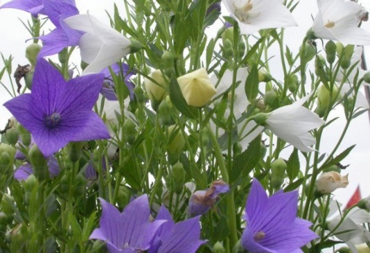 1634108516152333.jpg image.jpg