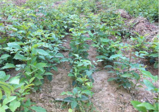 1634109679697316.jpg image.jpg