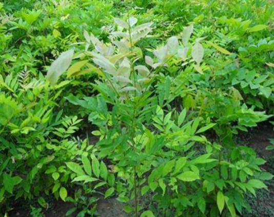 1634109687453700.jpg image.jpg