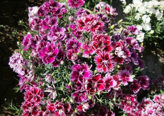 1634109901623728.jpg image.jpg