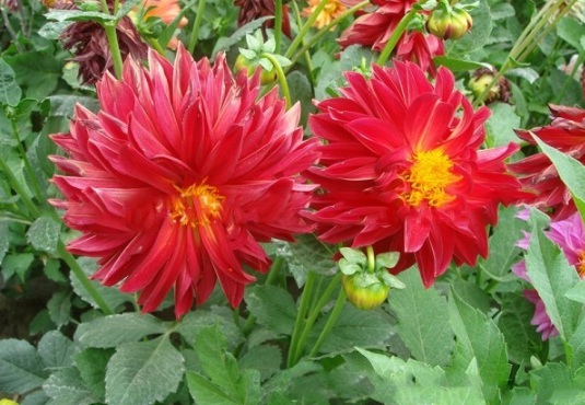 1634110812250915.jpg image.jpg