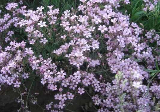 1634110951875203.jpg image.jpg