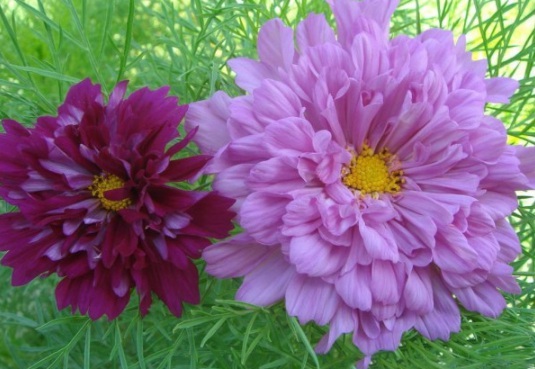 1634194599466075.jpg image.jpg