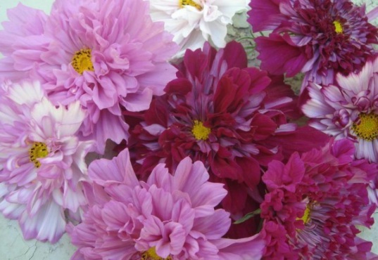 1634195164972053.jpg image.jpg