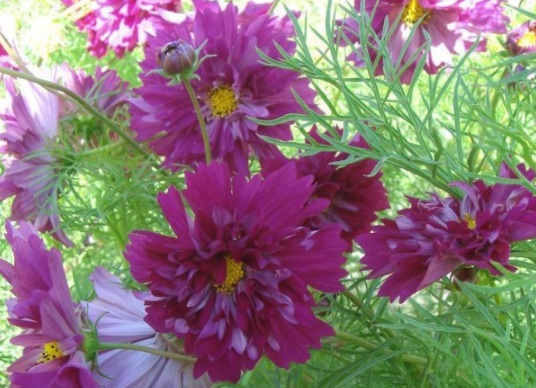 1634195174222939.jpg image.jpg