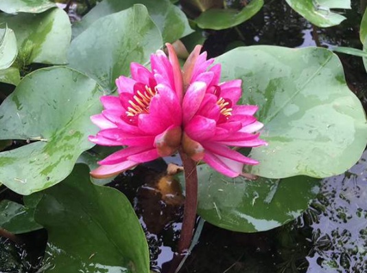 1634195414210906.jpg image.jpg