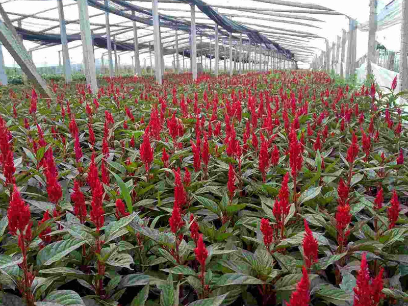 1634304349325815.jpg 95891444dcdf2daad673c44d30280fbb_1592899171892474.jpg