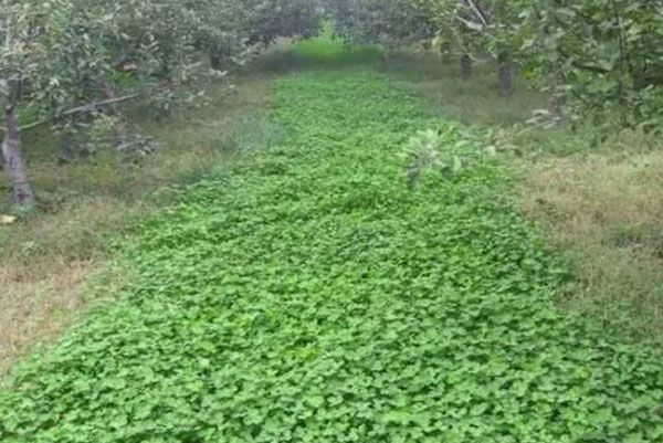 白三葉草 白三葉草