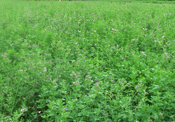 紫花苜蓿圖片 紫花苜蓿圖片