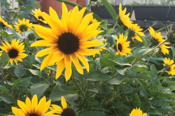 1610503405112766.jpg 向日葵.jpg