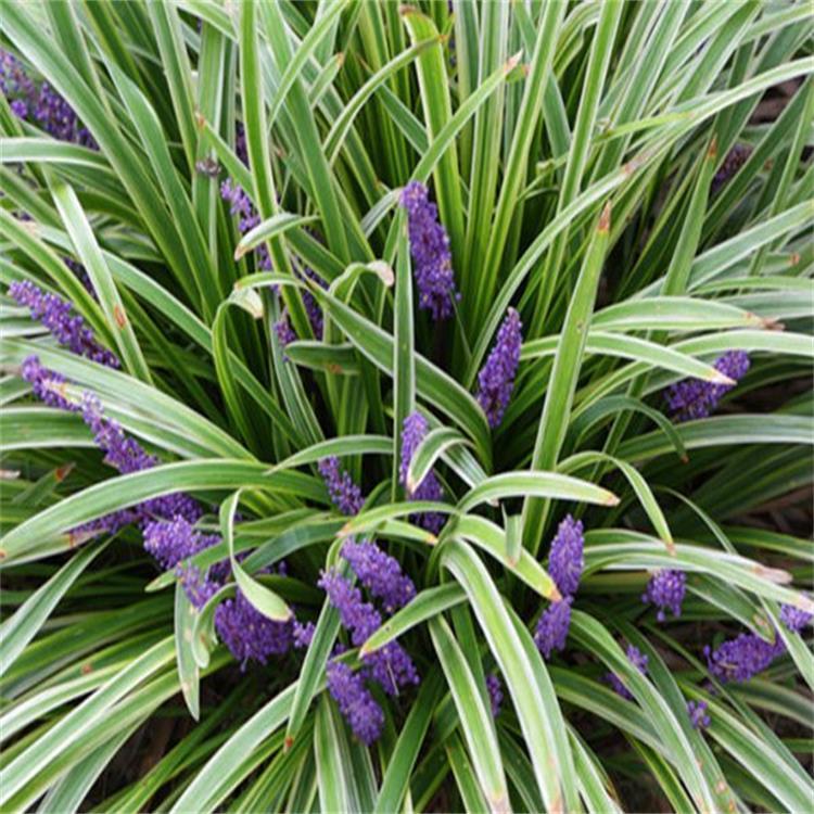 1634640231960715.jpg 1634640231960715.jpg