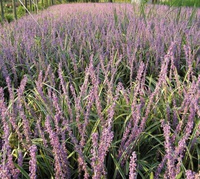 1634640259437535.jpg 1634640259437535.jpg