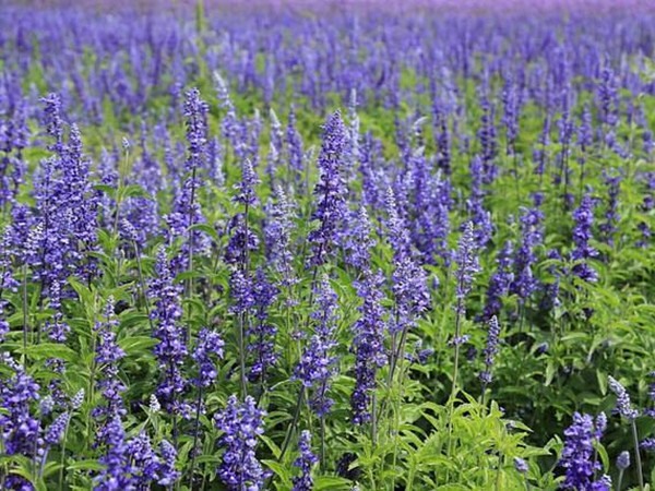 鼠尾草種植至開花需要多久 鼠尾草種植至開花需要多久