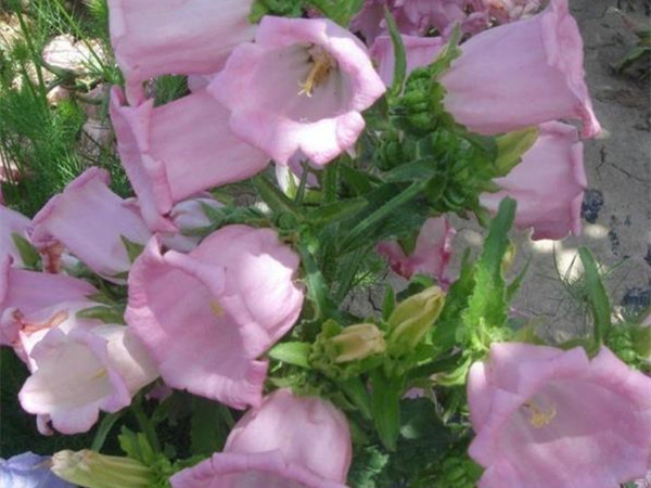 風(fēng)鈴草 風(fēng)鈴草