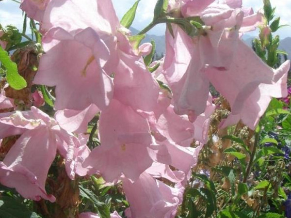 風(fēng)鈴草 風(fēng)鈴草