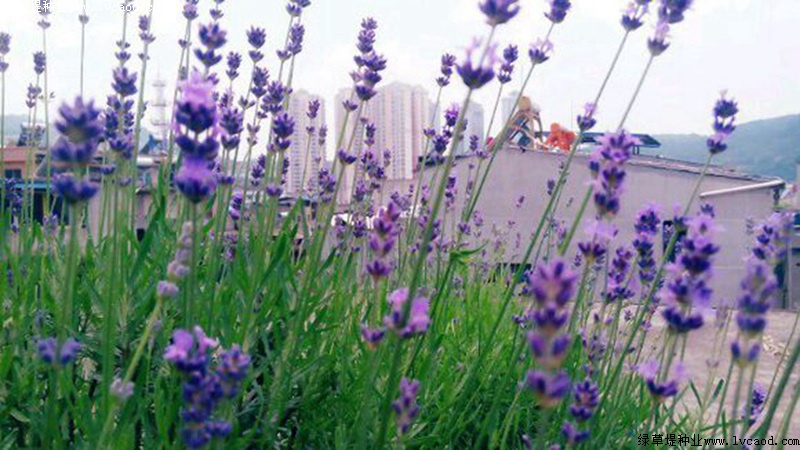 1634742607886123.jpg 9c6ccc7e525f1afeab8075c0ca41e489_1585567440232462.jpg