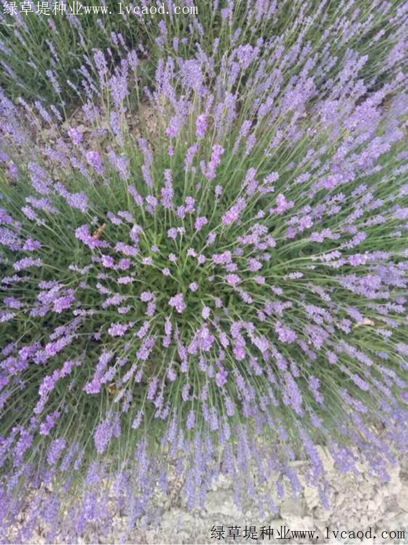 1634742626902416.jpg 9d20a95b546efd71f966aedffd0525b0_1585567419923580.jpg