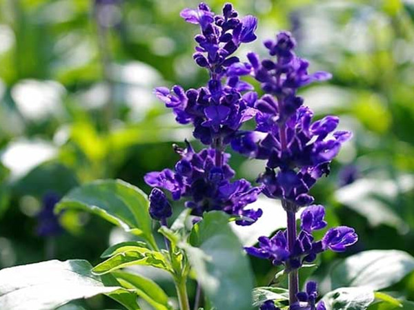 鼠尾草多久才能開花 鼠尾草多久才能開花