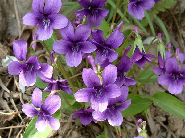 秋天開花的宿根草花 秋天開花的宿根草花