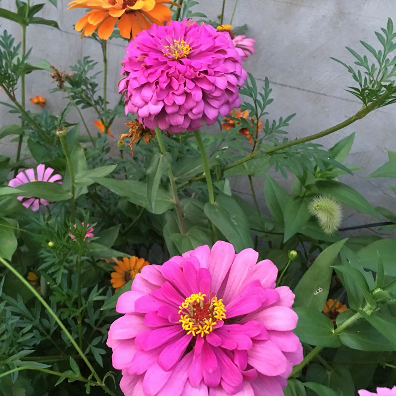 百日草發(fā)芽后多久開花 百日草發(fā)芽后多久開花