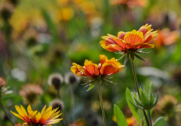 1634778083366253.jpg image.jpg