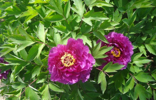 1634779211193939.jpg image.jpg