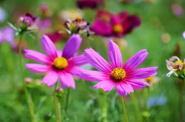 1634781832523471.jpg image.jpg