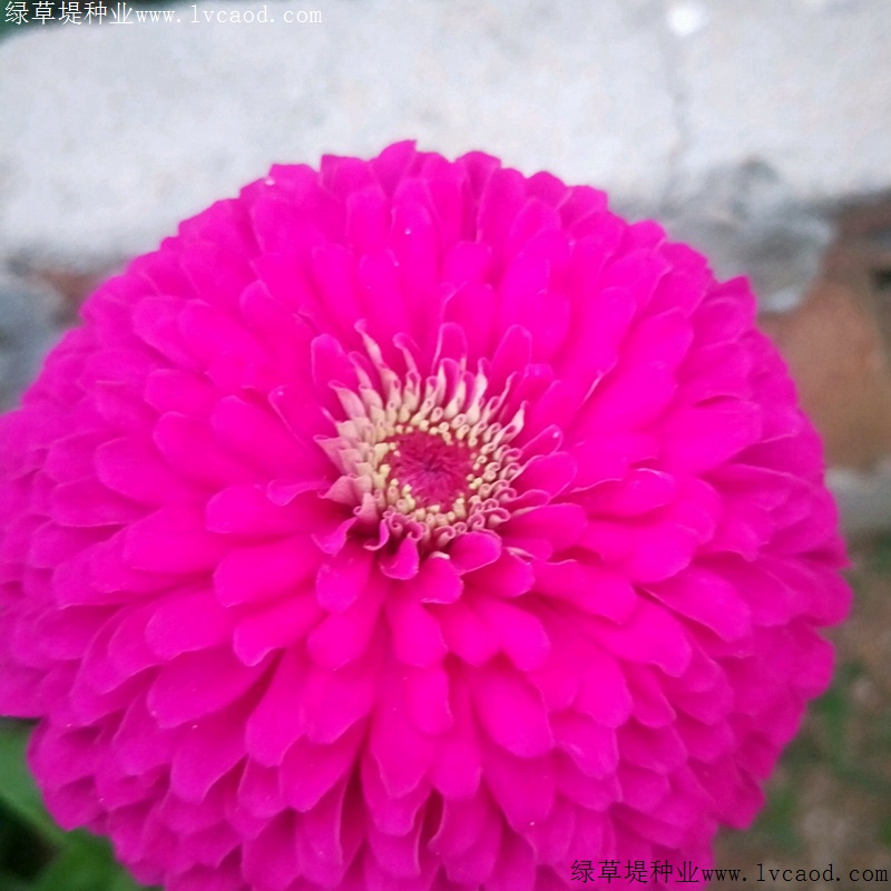 1634787642770383.jpg a6d2bdc9f538a54e872b83d218697274_1584950821569703.jpg