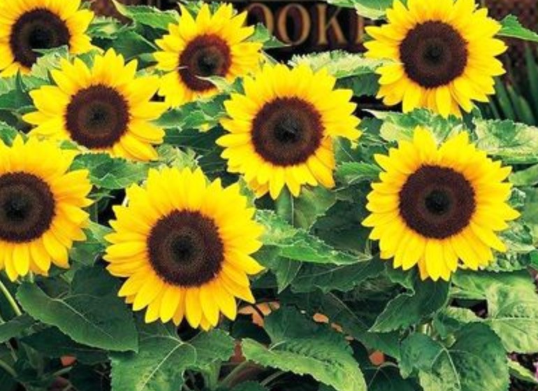 1635579865356673.jpg 3.jpg