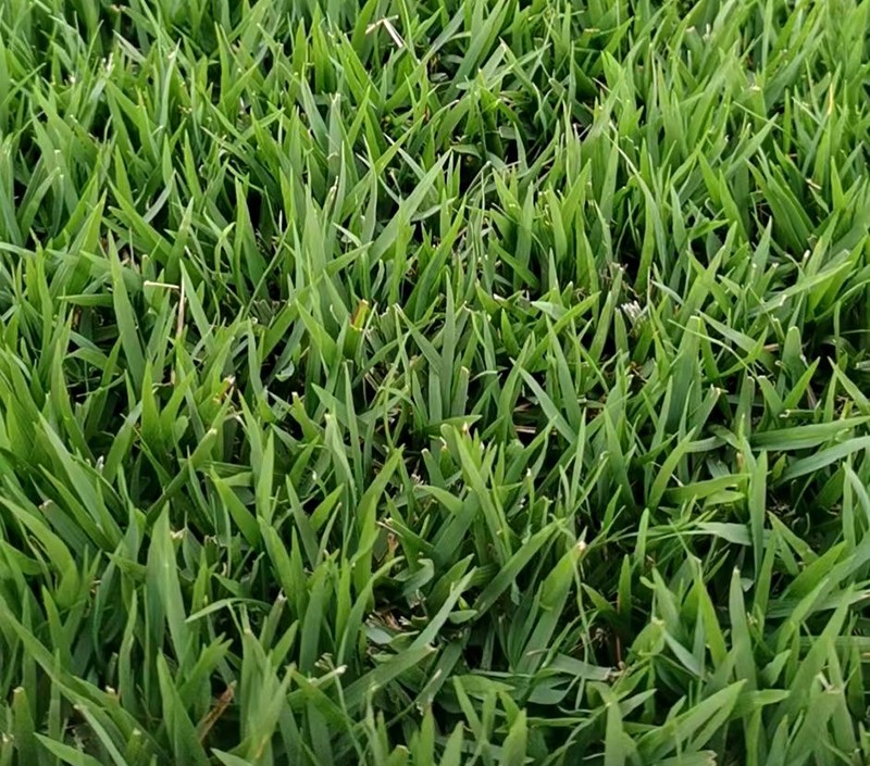 結(jié)縷草 結(jié)縷草