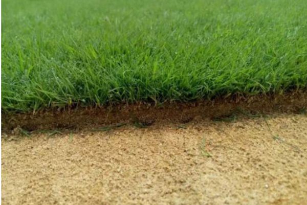 結(jié)縷草 結(jié)縷草