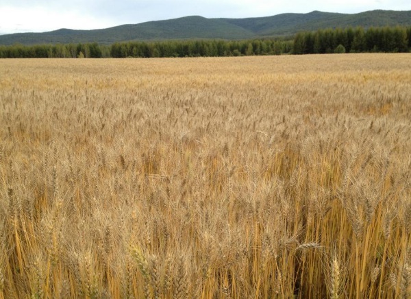 1635826090961595.jpg image.jpg