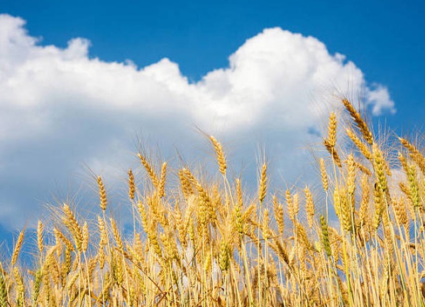 1635826120693703.jpg image.jpg