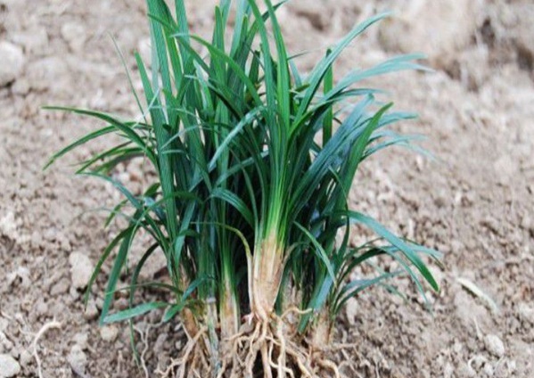 1635829405959242.jpg image.jpg