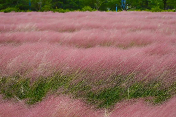 粉黛亂子草 粉黛亂子草