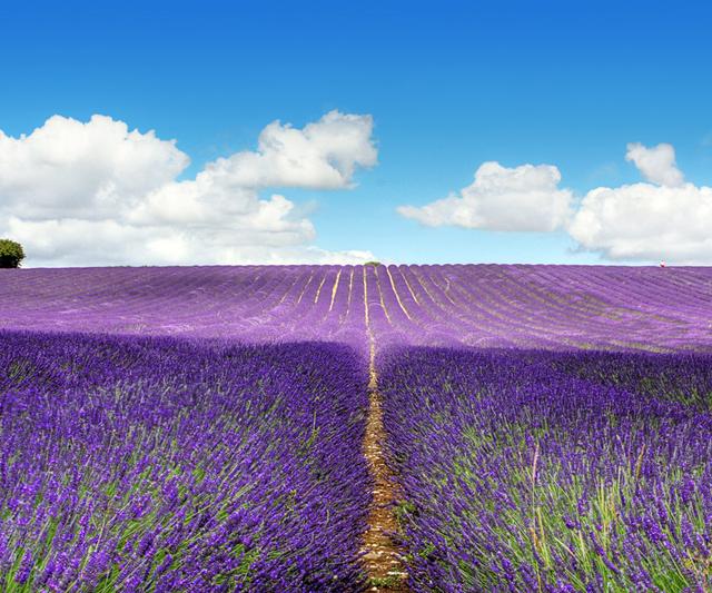 養(yǎng)好薰衣草的四個種植栽培要點 養(yǎng)好薰衣草的四個種植栽培要點