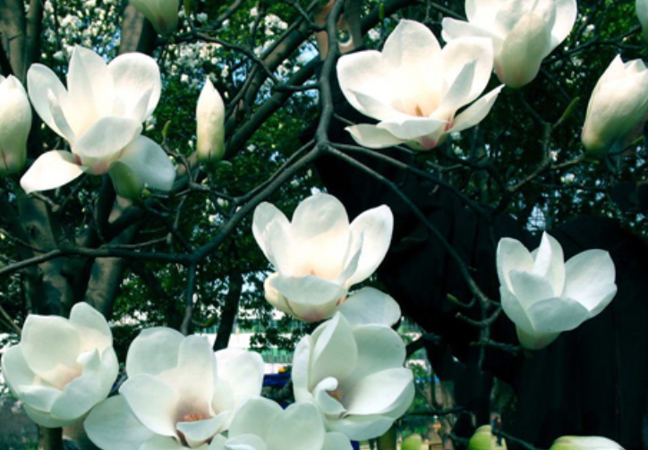 1636098134696831.jpg 3.jpg