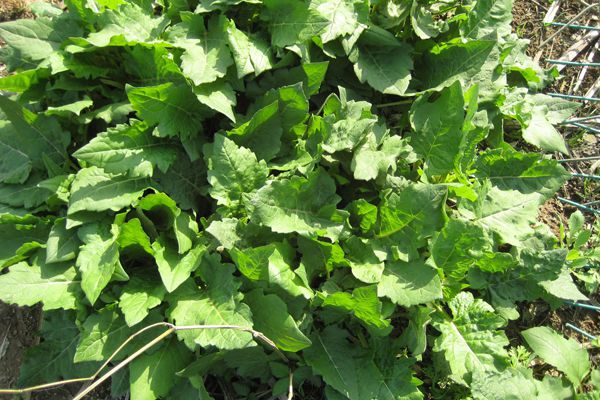 串葉松香草 串葉松香草