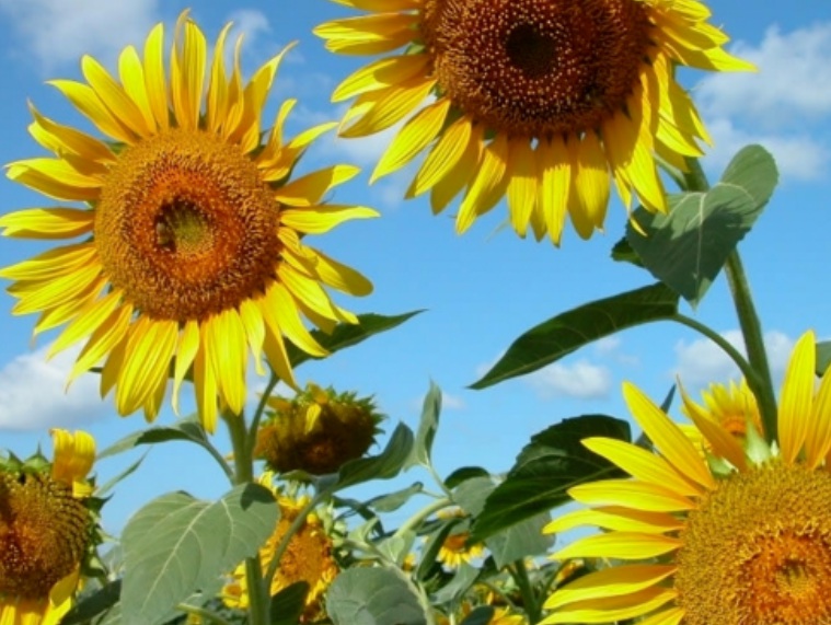 1636285393638989.jpg 1636285393638989.jpg