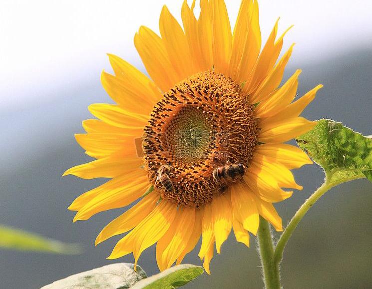 1636617375235796.jpg 1636617375235796.jpg