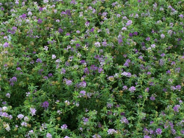 1637020814162881.jpg image.jpg