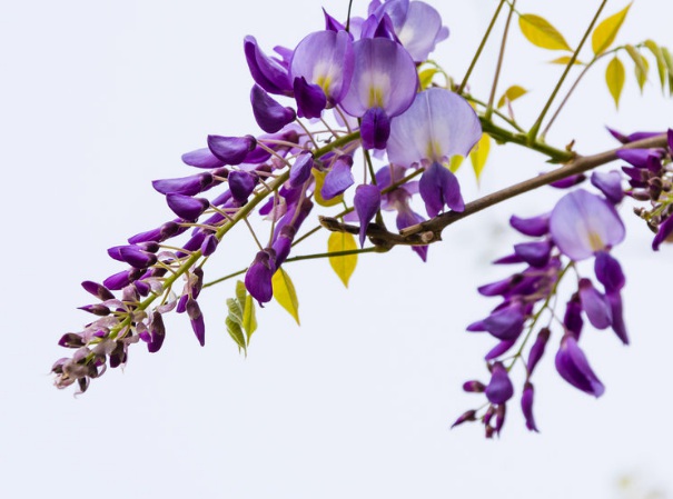 1637020940909707.jpg image.jpg