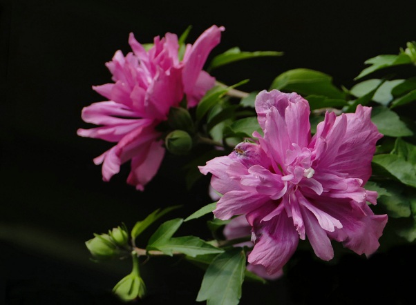 1637025964436638.jpg image.jpg