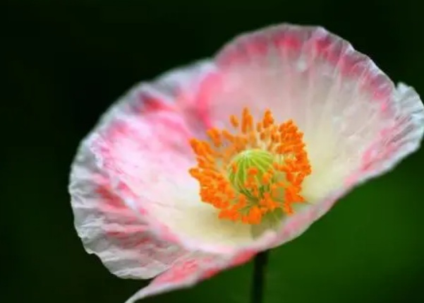 1637029378709677.jpg image.jpg