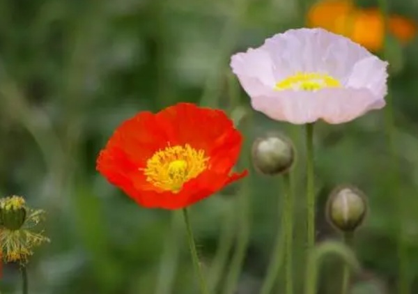 1637029400828088.jpg image.jpg