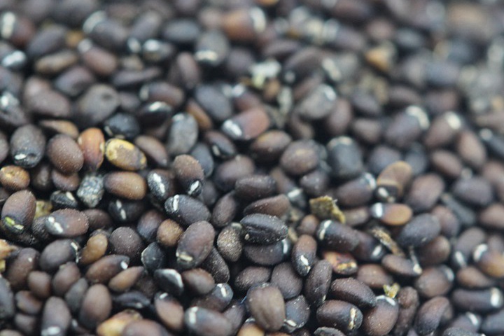 1637137235608830.jpg 薄荷 (3).JPG