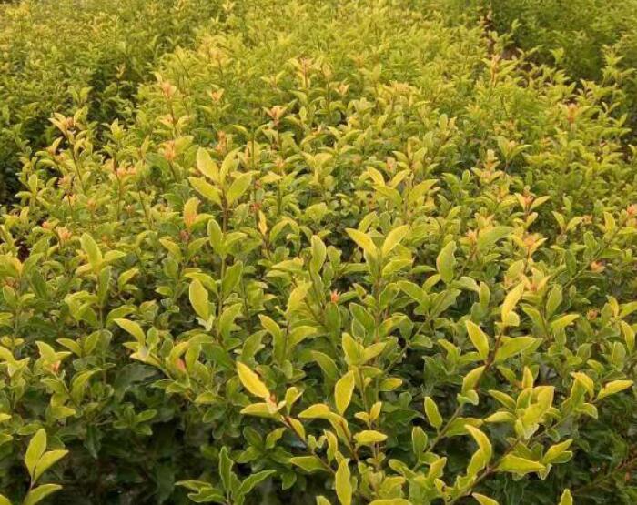 1637479388840123.jpg 1637479388840123.jpg